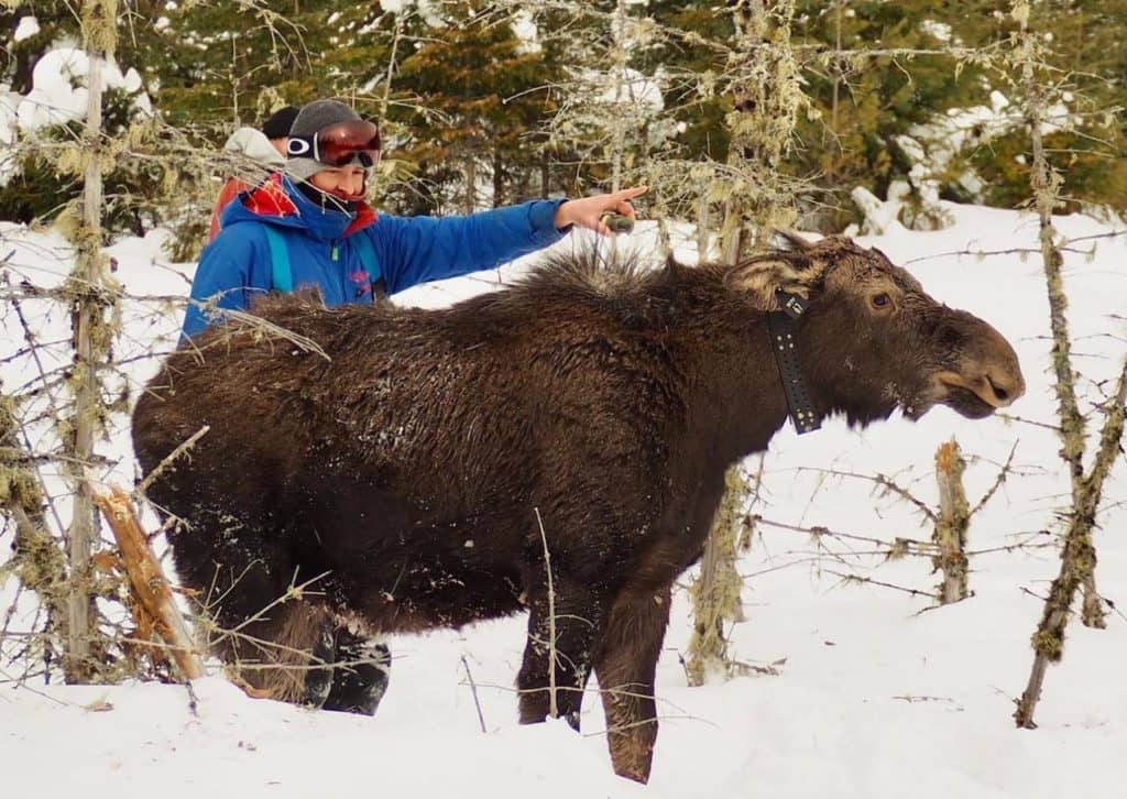 Le ministère surveille la tique d’hiver grâce à 19 orignaux