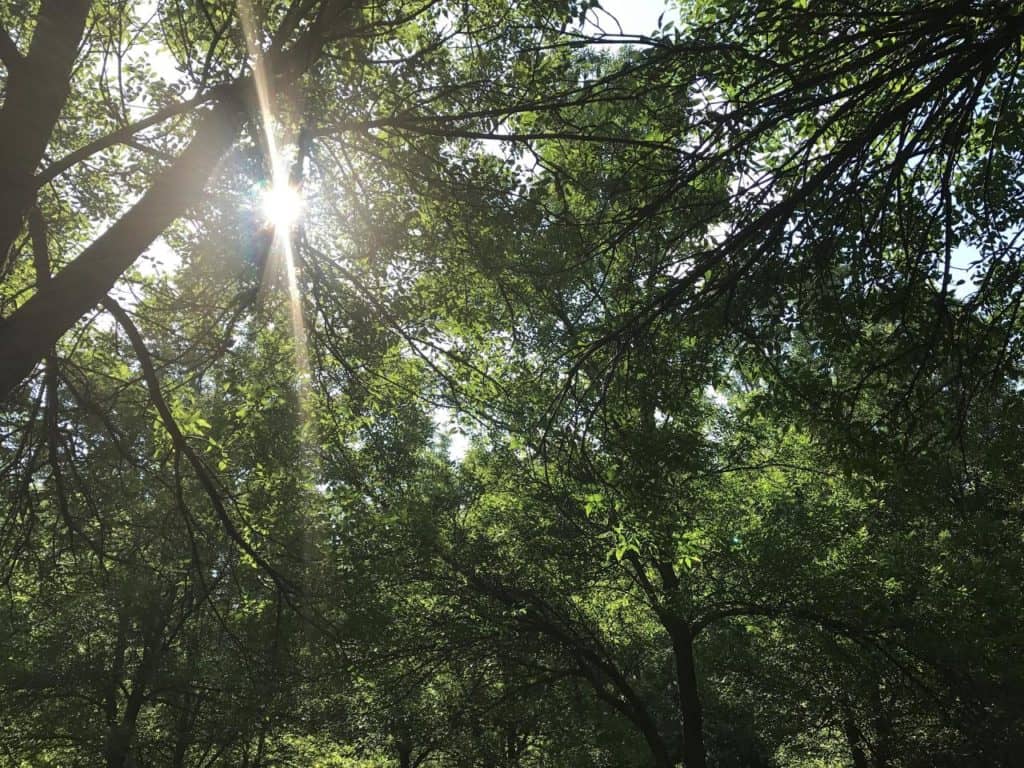 Et si nos arbres mourraient aussi?