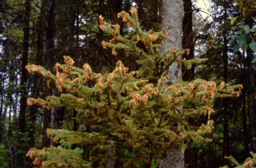 Un nouveau foyer d’infestation découvert au nord du réservoir Baskatong