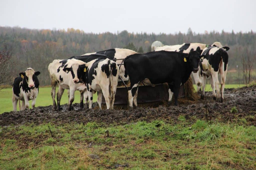 Après la sécheresse, trop de pluie