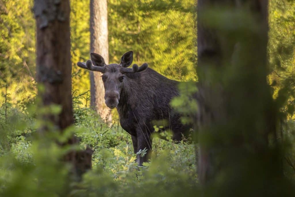 Quels résultats pour l’ours, l’orignal, le cerf et le dindon?