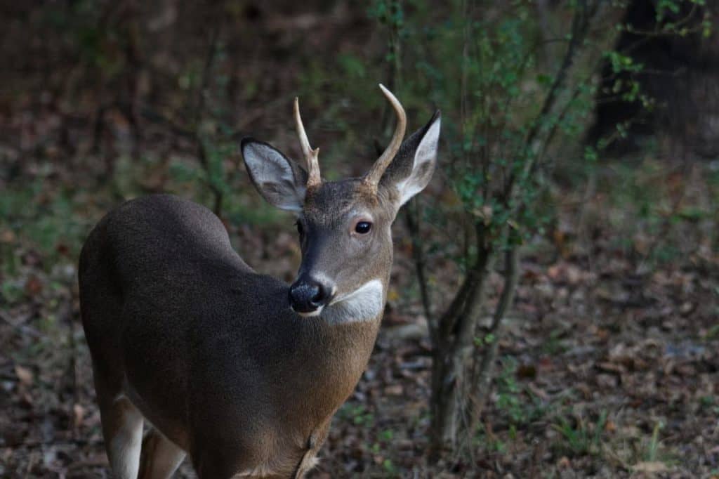 Projet pilote de récolte de cerfs mâles