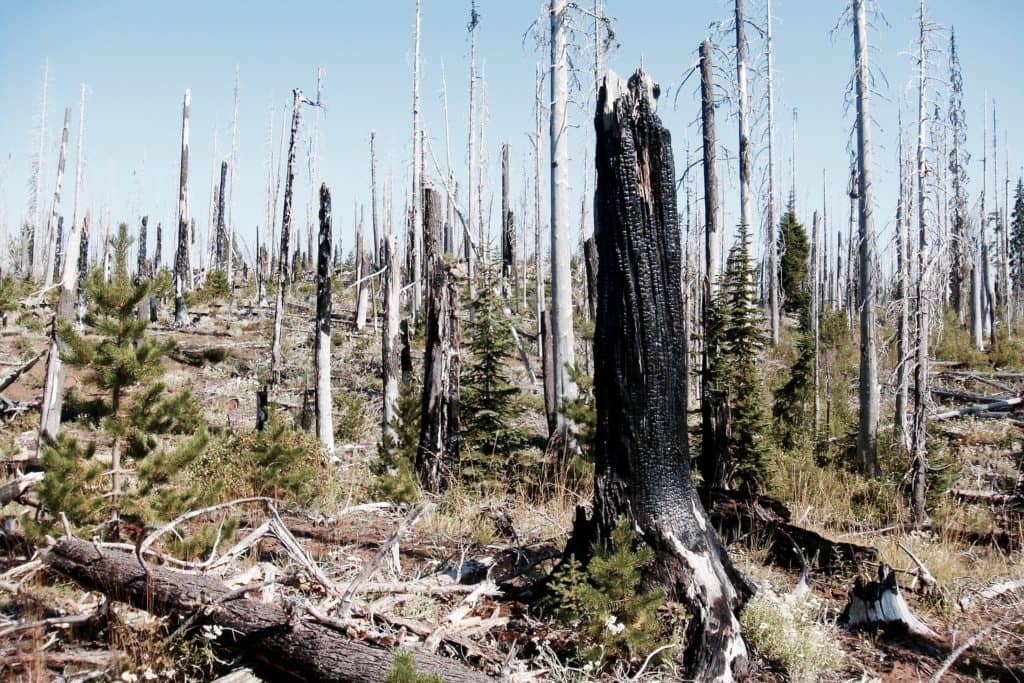 Interdiction des feux à ciel ouvert en forêt ou à proximité