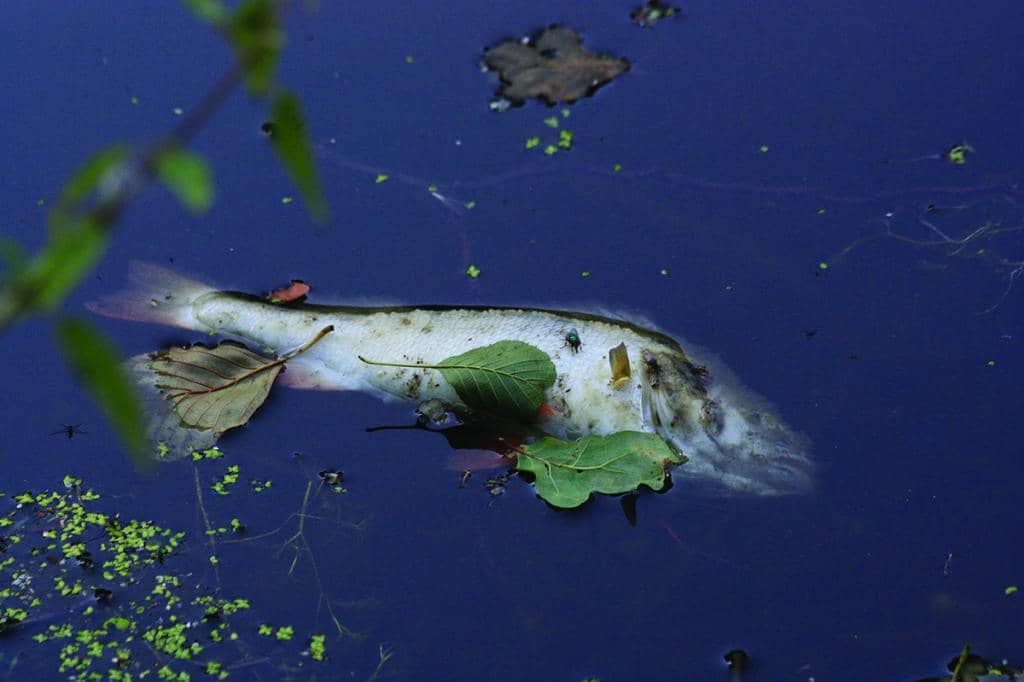 Deux compagnies ciblées dans le dossier des poissons morts