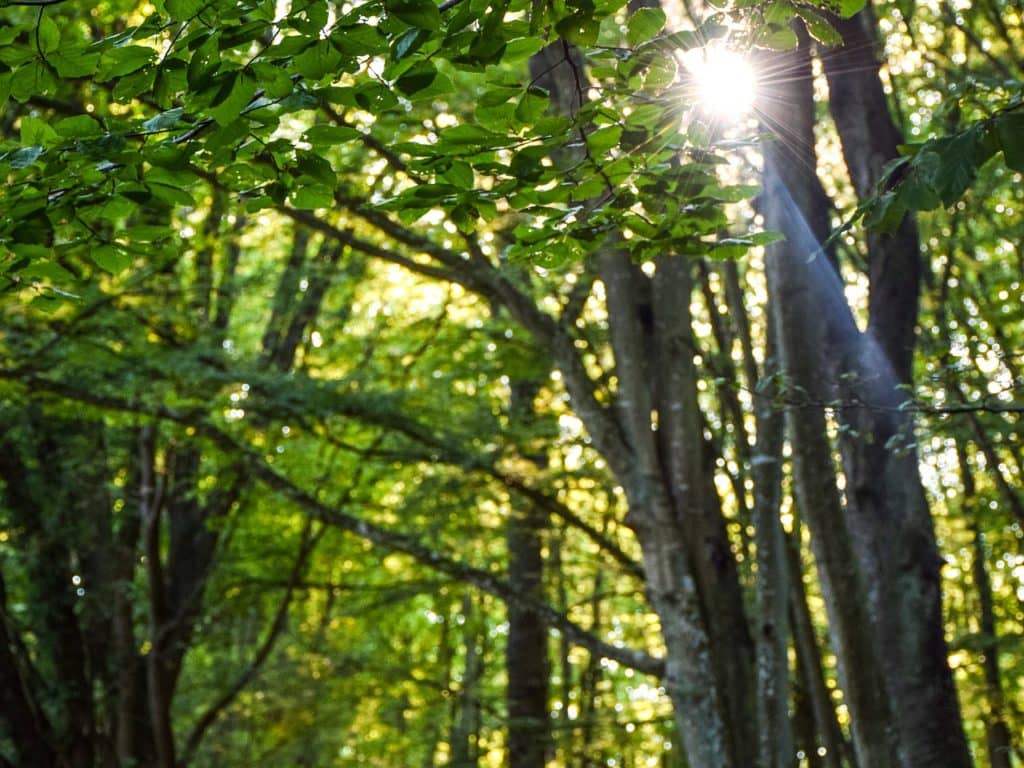 À Messines, des essences d’arbres à identifier