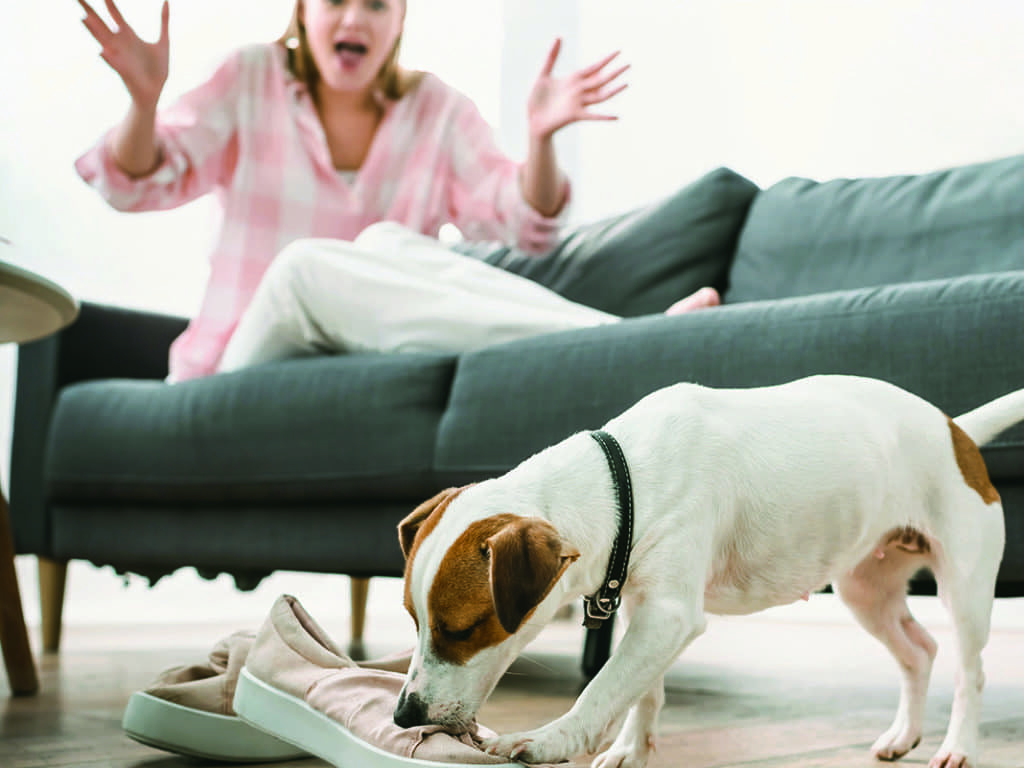 « Devrais-je ignorer les mauvais comportements de mon chien? »