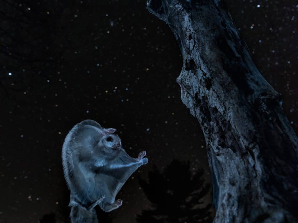 André Bhérer, photographe animalier, profite de l’imprévisibilité de la faune