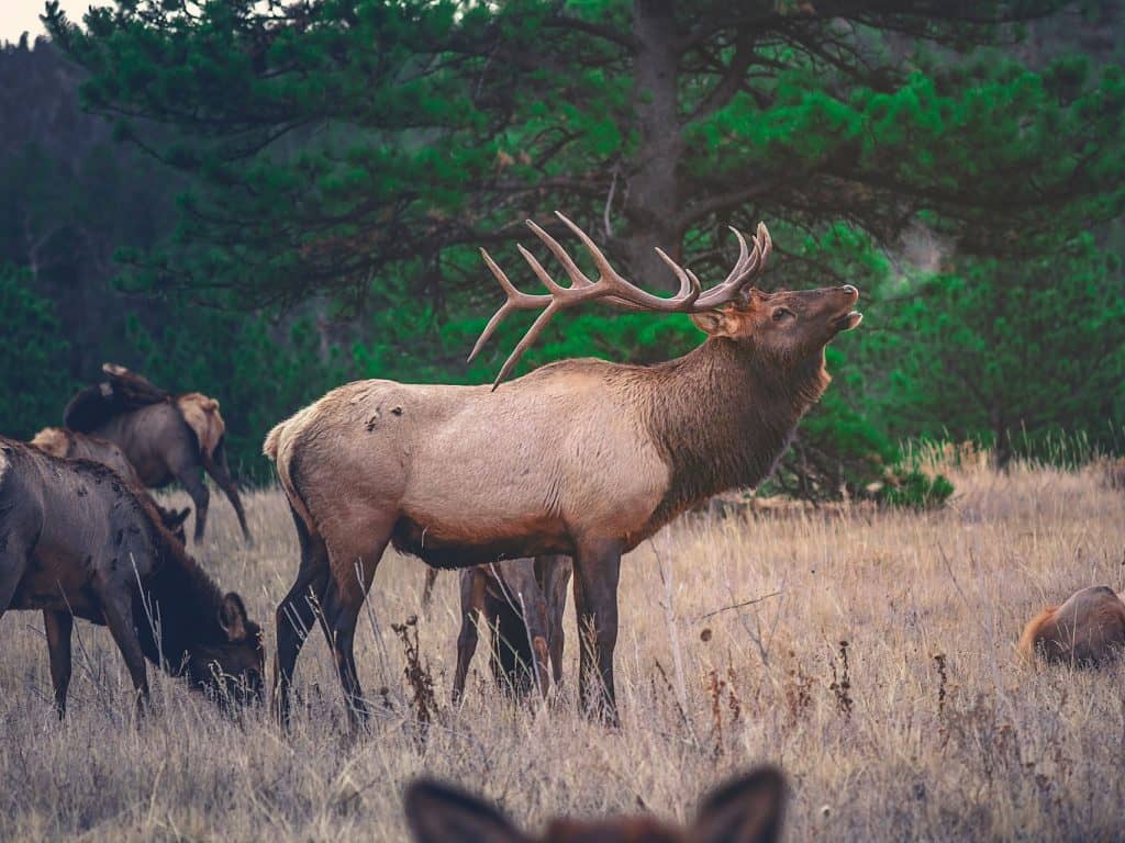 Le wapiti est considéré comme une espèce exotique envahissante