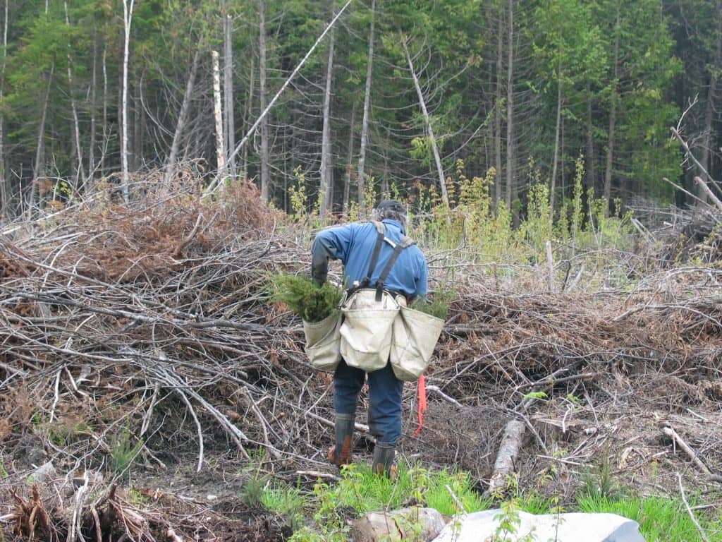 De nouveaux crédits compensatoires pour le carbone forestier annoncés