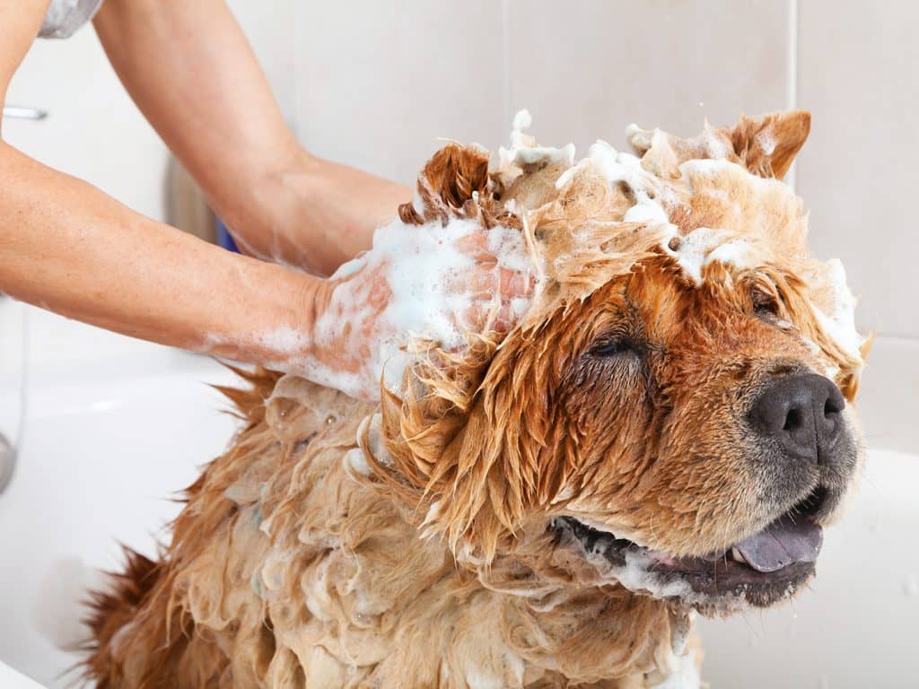 « Quel shampoing choisir pour mon chien? »