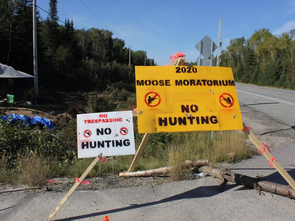 La chasse à l’orignal suspendue pour deux ans dans la réserve faunique La Vérendrye