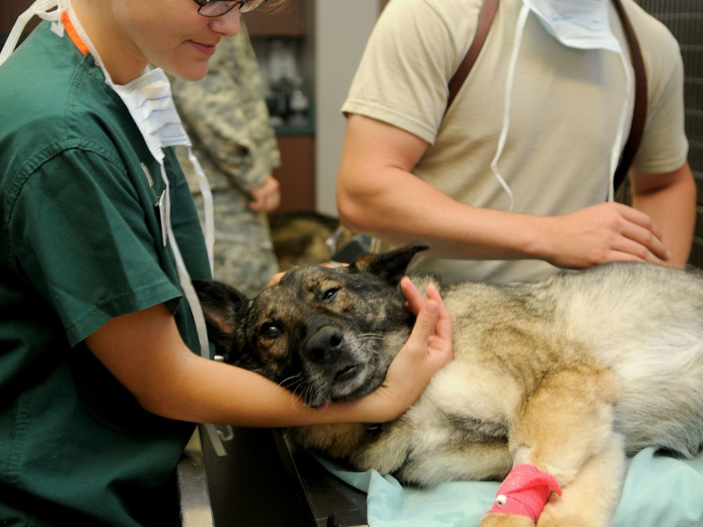 Les propriétaires d’animaux invités à se préparer