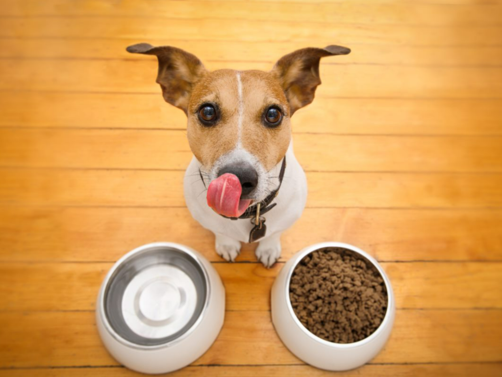 Les diètes sans grains… Un danger potentiel pour votre chien?