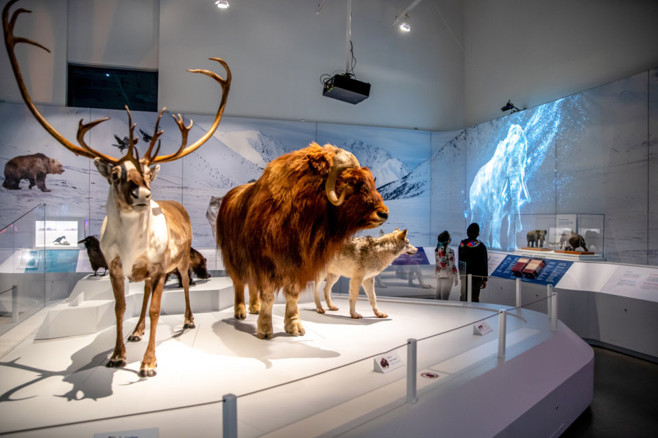 Musée canadien de la nature - semaine de relâche