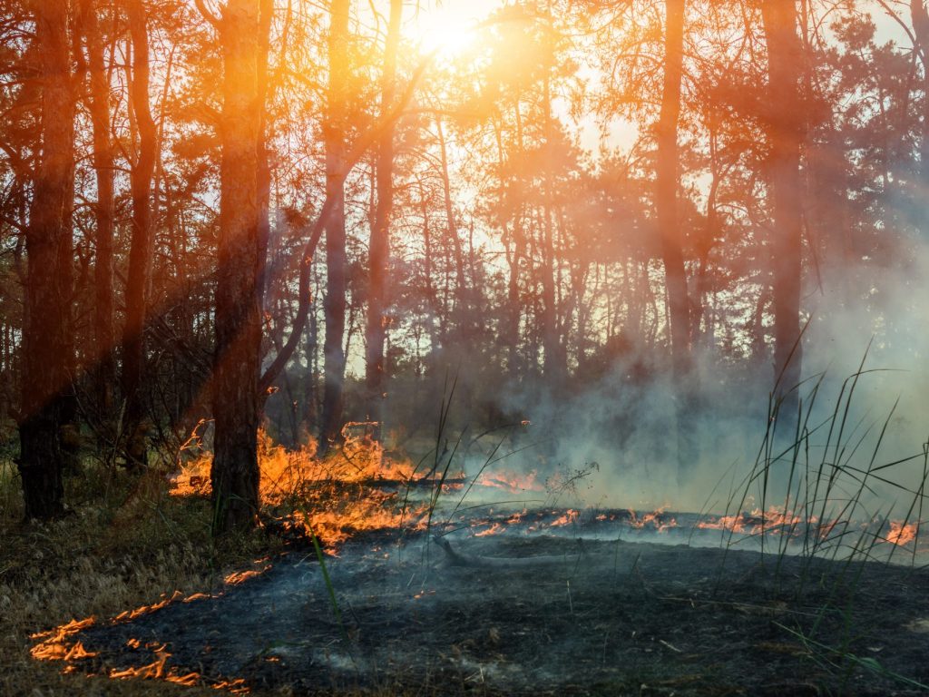 Interdiction de faire des feux à ciel ouvert en forêt ou à proximité