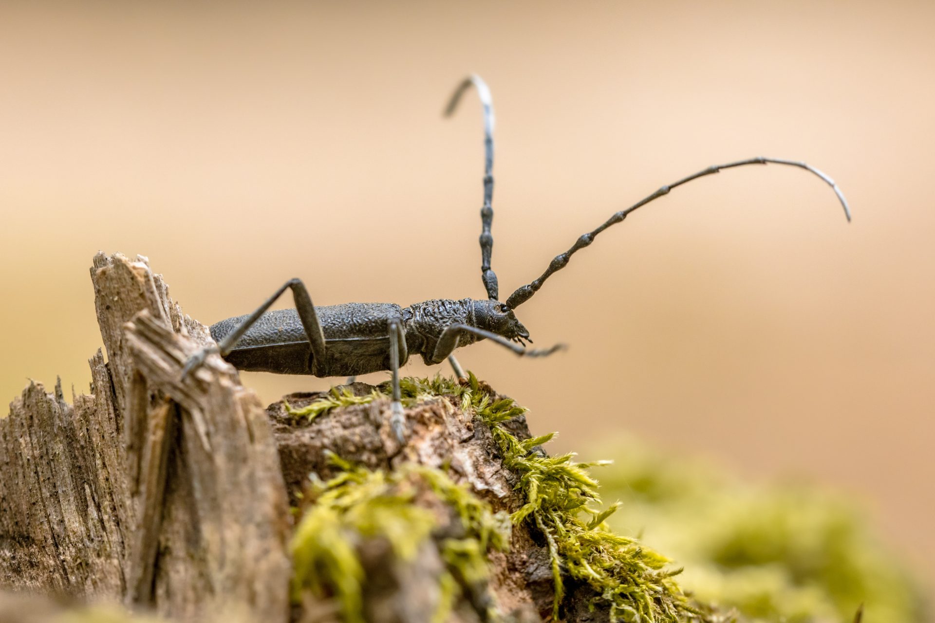 Un insecte ravageur qui détériore la fibre et qui se nomme le longicorne.