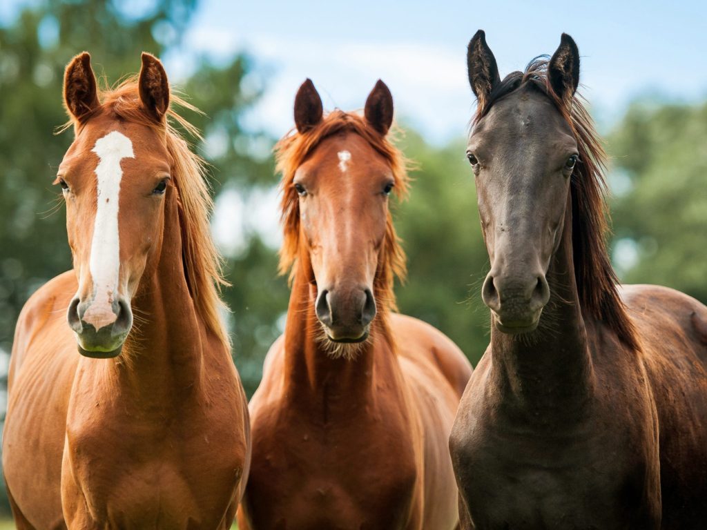 Pénurie de vétérinaires s’occupant des chevaux : un problème qui risque de s’accroître à l’avenir en Outaouais