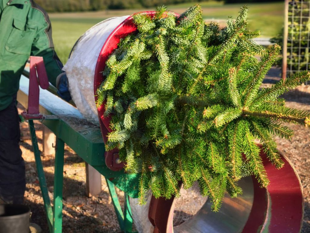 Artificiel ou naturel, comment choisir un sapin vraiment vert pour Noël